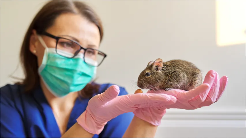 Hantavirus: ఎలుకల ద్వారా వ్యాపించే హంటా వైరస్ ఎంత ప్రమాదకరమో తెలుసా?