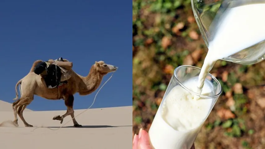 Camel Milk: ఆవులు, గేదెలు, మేకలను వదిలేయండి.. ఒంటె పాలు చాలా బెస్ట్!