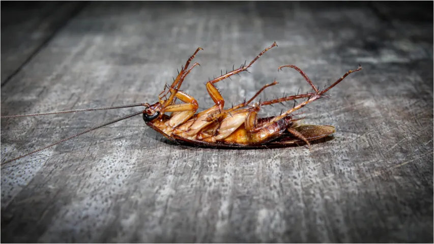 Cockroach Tips: ఇంట్లో బొద్దింకలు ఇబ్బంది పెడుతున్నాయా? ఇలా వదిలించుకోండి!
