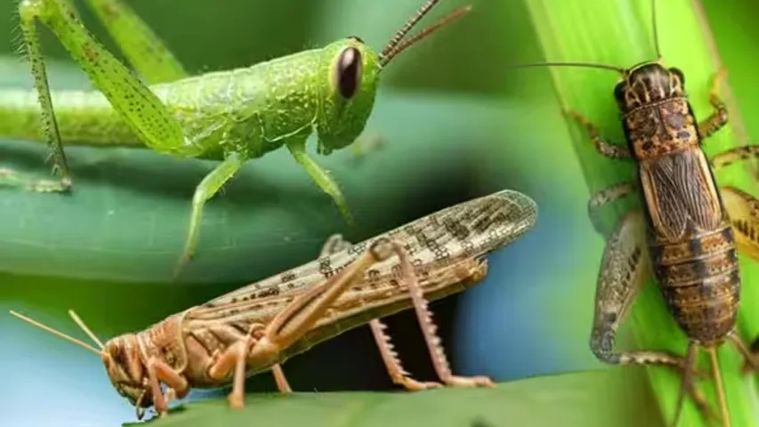 Grasshoppers: ఈ కీటకాలను ఆహారంగా తీసుకోవచ్చు..సింగపూర్ ప్రభుత్వం!