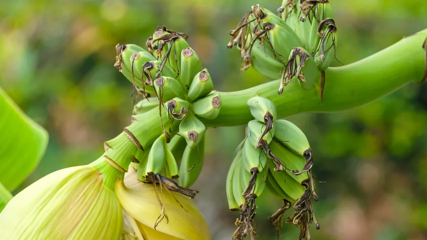 Banana Stem : ఆ సమస్యతో బాధపడేవారికి.. అరటి కాండం ఔషధం..!