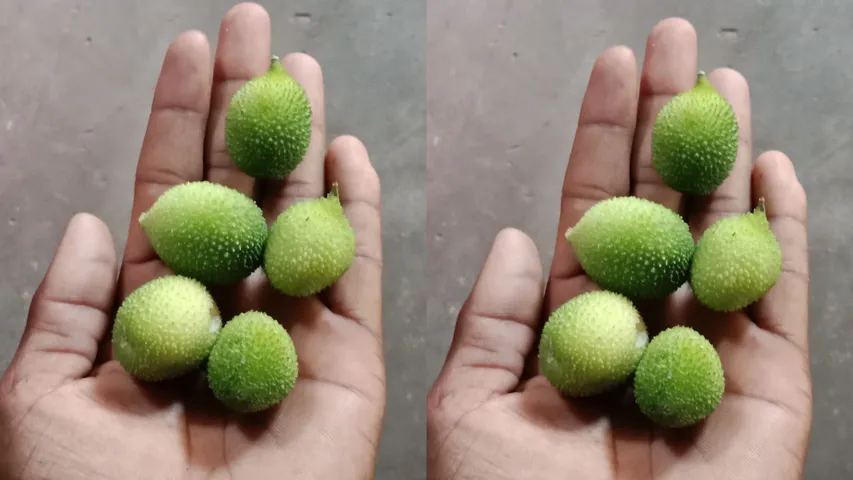 spiny Gourd: బోడ కాకరకాయతో బోలెడు ప్రయోజనాలు..!