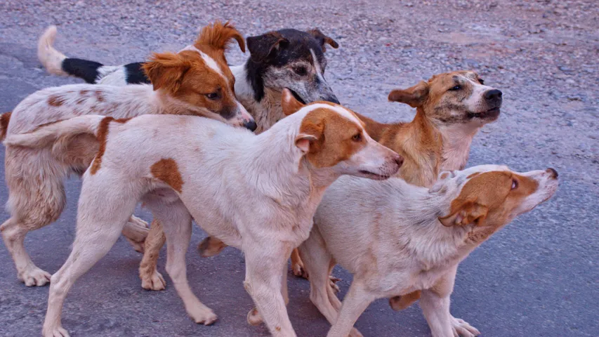 Stray Dog Attack:  ​​వీధి కుక్కలు దాడి నుంచి తప్పించుకోవడానికి ఈ ట్రిక్స్ ఫాలో అవ్వండి..?
