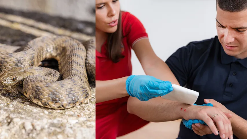 Snake Bite: పాము కాటుకు గురైన వెంటనే ఈ పనులు చేయండి..? ప్రాణ హాని ఉండదు..!