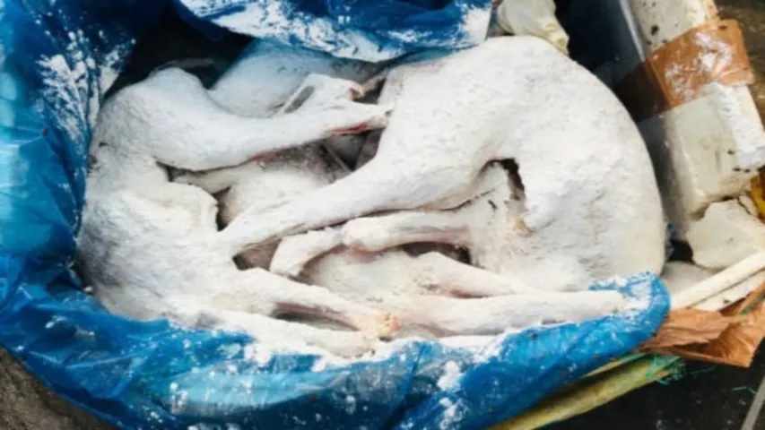 Dog Meat: ఆ ప్రాంతంలో కుక్క మాంసం రవాణా !