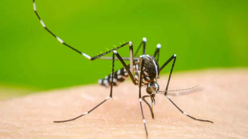 Dengue : భయపెడుతున్న డెంగ్యూ.. ఏడుగురు మృతి