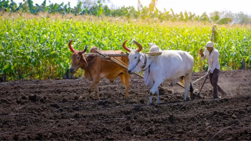 Telangana Crop: తెలంగాణలో పంటల సాగు @46 లక్షల ఎకరాలు