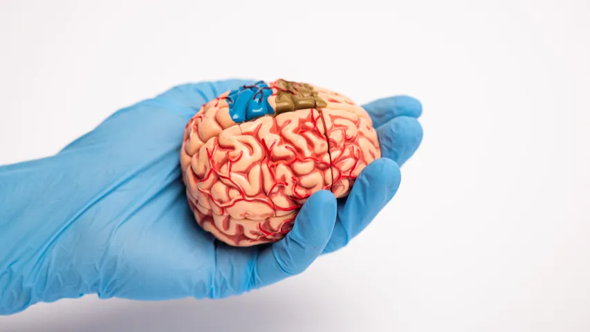 Brain Health: మెదడు ఆరోగ్యంగా ఉండటానికి ఈ మూడు విటమిన్లు ముఖ్యం.. అవేంటో తెలుసుకోండి!
