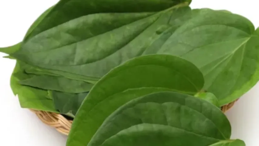 Health Tips: యూరిక్‌ యాసిడ్‌ ప్యూరిన్‌ ను తొలగించే తమలపాకు!
