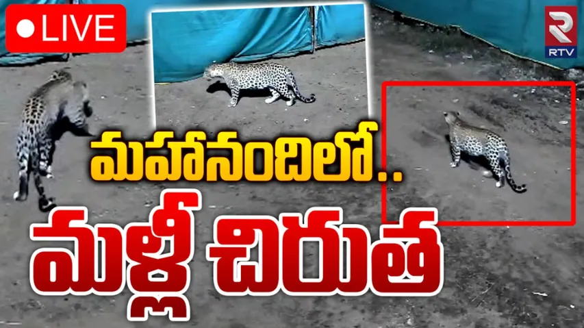 Mahanandhi: మహానందిలో మరోసారి చిరుత కలకలం!