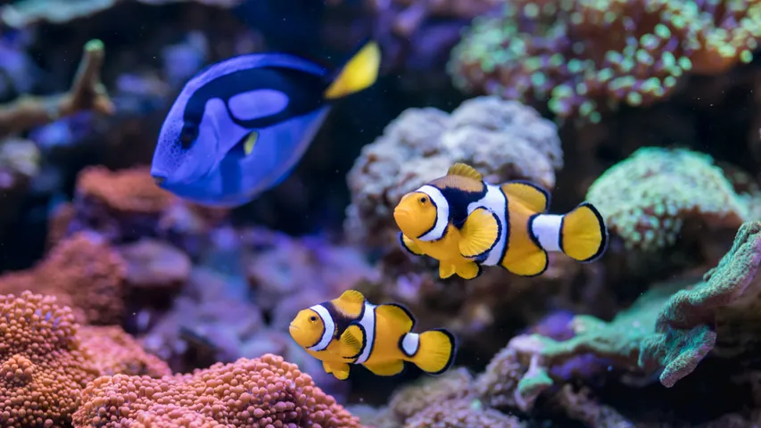 Animal facts: ఈ జంతువులు పునరుత్పత్తి కోసం లింగాన్ని మార్చుకుంటాయి!