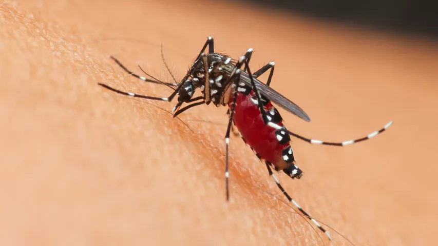 Mosquitoes: దోమలతో మీ చేతులు, పాదాలు, బుగ్గలు ఉబ్బి పోయాయా? ఇలా చేయండి!