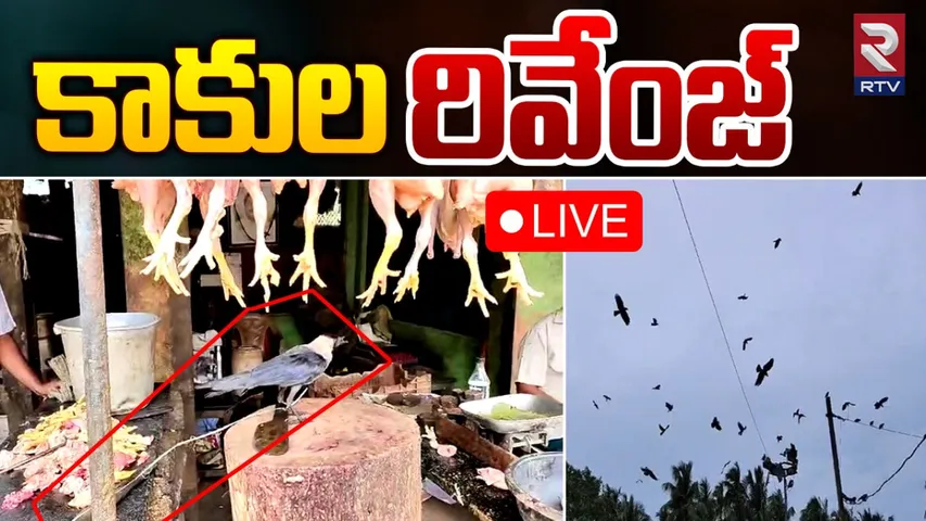 AP: కాకిని కట్టేసిన చికెన్ సెంటర్ యజమాని.. చివరికి ఏం జరిగిందంటే?