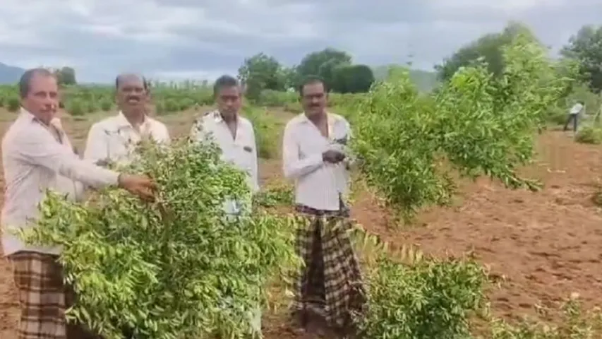 AP : 450 నిమ్మ చెట్లను నరికేసిన దుండగులు..!
