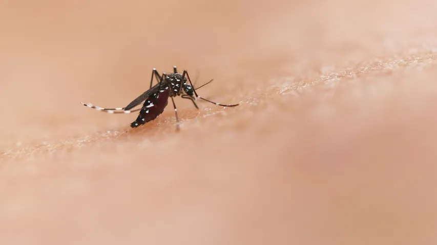Most Dangerous Creature: ప్రపంచంలో అత్యంత ప్రమాదకరమైన జీవి మీ ఇంట్లోనే ఉందని తెలుసా..!