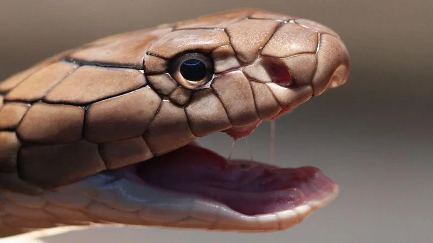 Snake Free State: ఒక్క పాము కూడా లేని రాష్ట్రం ఎక్కడ ఉందో తెలుసా?
