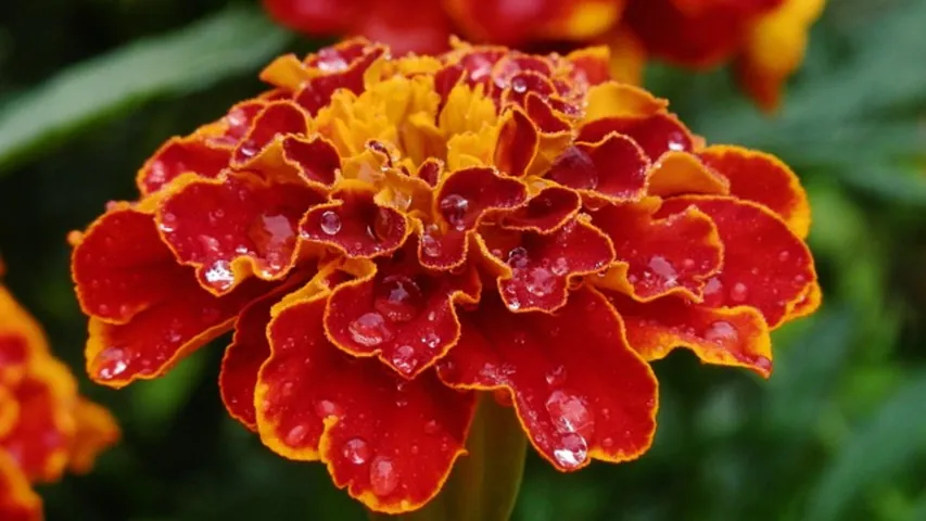 Marigold: ఆ పువ్వులతో అలర్జీ.. వివరాలివే!