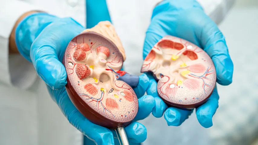 kidneys