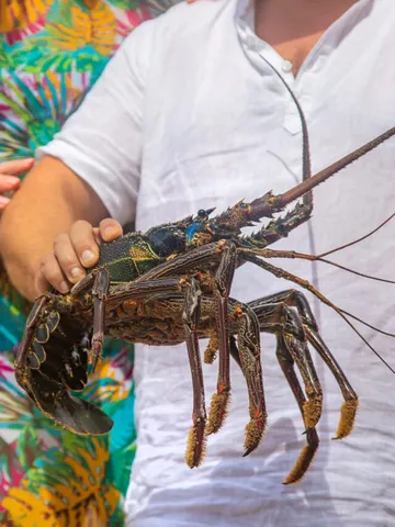 భారత్‌లో ఎండ్రకాయలు ఎక్కువగా దొరికేది ఇక్కడే!