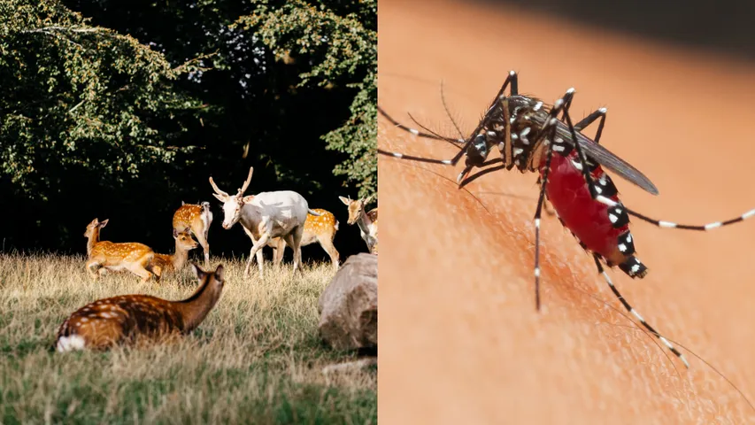 Mosquitoes: దోమలు జంతువులను కూడా కుడతాయి.. మరి వాటికి డెంగీ వస్తుందా?