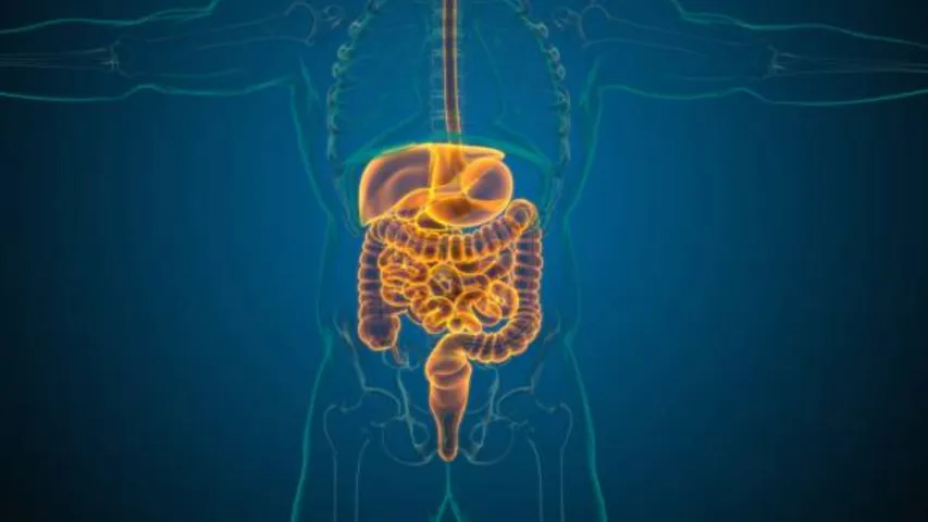 Health Tips: పేగులు ఆరోగ్యంగా ఉండాలంటే.. ఈ ఫుడ్స్ తినండి!