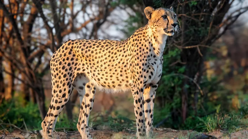 Rajamahendravaram leopard: రాజమహేంద్రవరంలో చిరుత సంచారం