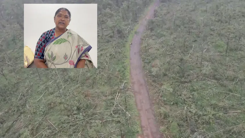 Forest Collapse: సమ్మక్క-సారక్కల దయతోనే పెద్ద ముప్పు తప్పింది.. చెట్లు కూలిన సంఘటనపై మంత్రి సీతక్క 