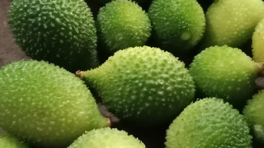Spiny Gourd: బోడకాకర గురించి మీకు ఈ విషయాలు తెలుసా?