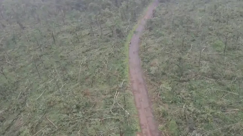 Trees Fell Down: ఆ 50 వేల చెట్లను మింగిందెవరు.. ఏటూరునాగారం అడవుల్లో అసలేం జరుగుతోంది?