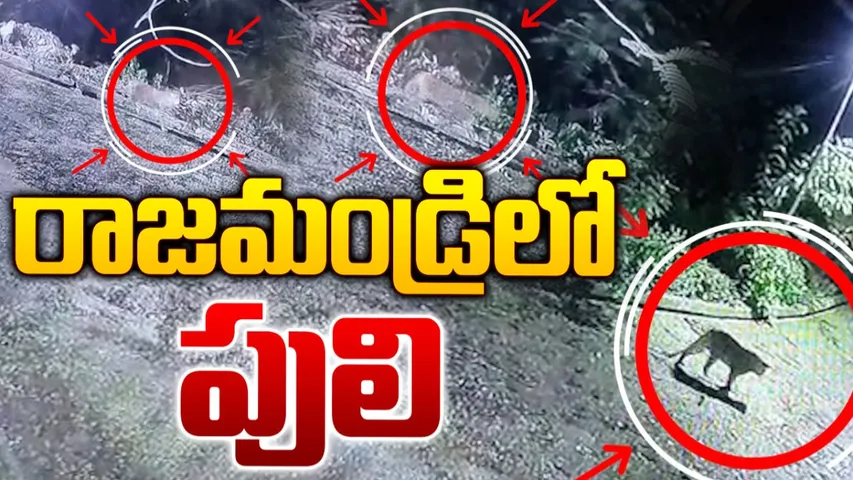 AP: రాజమండ్రిలో పులి కలకలం..!