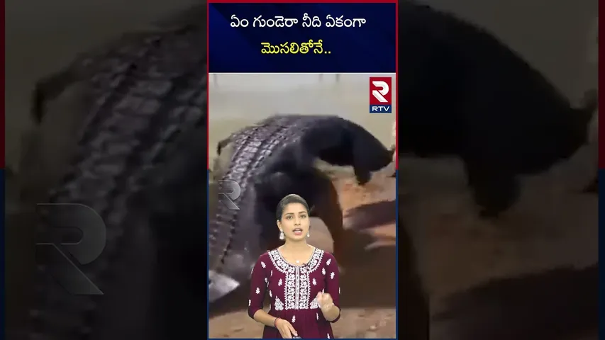 ఏం గుండెరా నీదిఏకంగా మొసలితోనే.. | Stunt with Crocodiles viral video | RTV