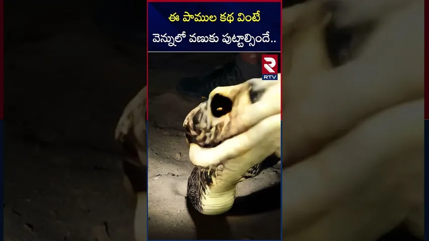 ఈ పాముల కథ వింటే వెన్నులో వణుకు పుట్టాల్సిందే.. |  snakes will send shivers down your spine | RTV