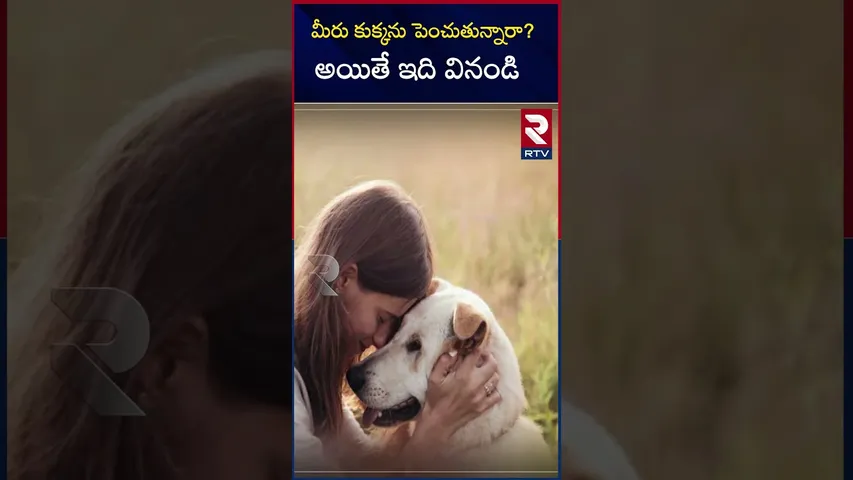 మీరు కుక్కను పెంచుతున్నారా? అయితే ఇది వినండి | Are you having pet dogs | RTV