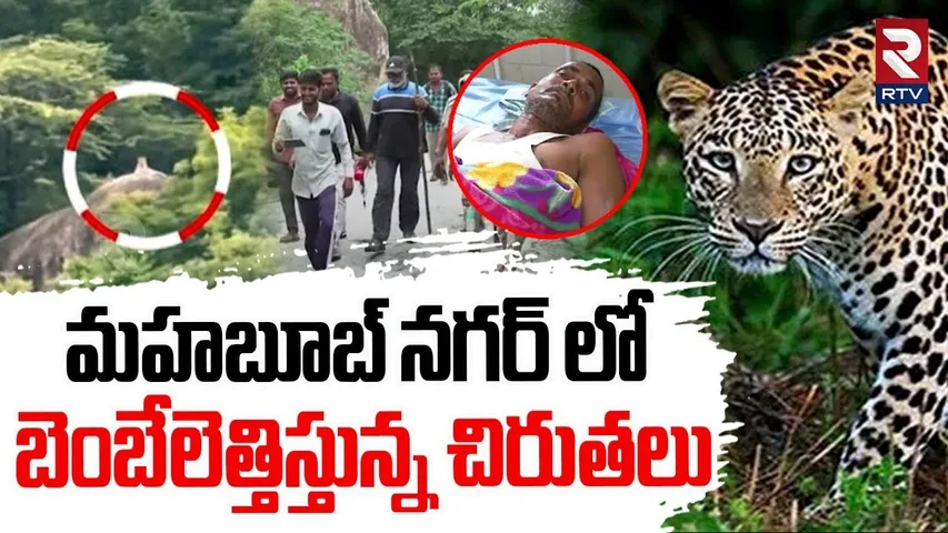 Chirutha Hulchul in Mahabubnagar | బెంబేలెత్తిస్తున్న చిరుతలు | Koil Sagar village | RTV