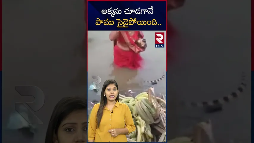 అక్కని చూడగానే పాము సైడ్ అయ్యిపోయింది | A snake and women | viral video | RTV