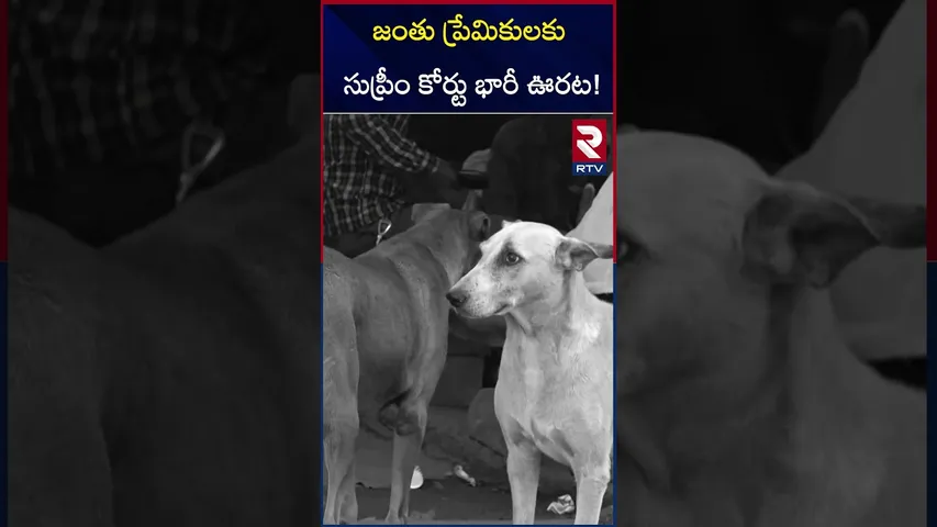 జంతు ప్రేమికులకు సుప్రీం కోర్టు భారీ ఊరట! | Supreme Court on street Dogs | RTV
