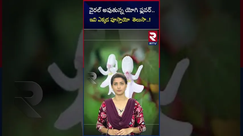 వైరల్‌ అవుతున్న యోగి ఫ్లవర్.. ఇవి ఎక్కడ పూస్తాయో  తెలుసా..! | Yogi shaped Flower | RTV