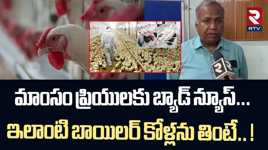 మాంసం ప్రియులకు బ్యాడ్ న్యూస్... ఇలాంటి బాయిలర్ కోళ్లను తింటే.. ! | Chicken Health Problems | RTV
