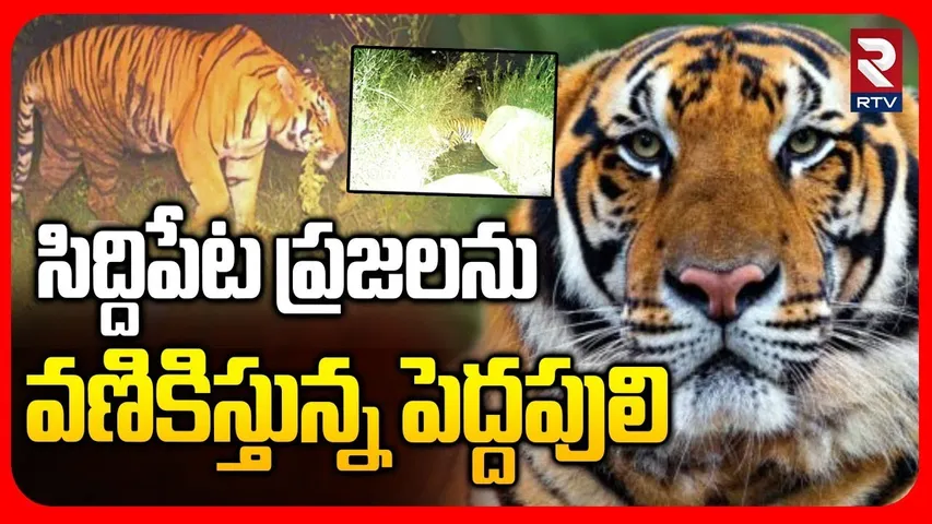 Tiger Hulchal In Siddipet District | సిద్దిపేట జిల్లాలో వణికిస్తున్న పెద్దపులి | Telangana | RTV
