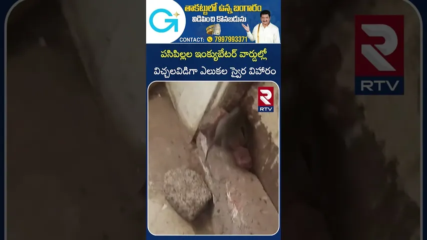 పసిపిల్లల ఇంక్యుబేటర్ వార్డుల్లో ఎలుకల స్వైర విహారం | Negligence of hospital staff | RTV