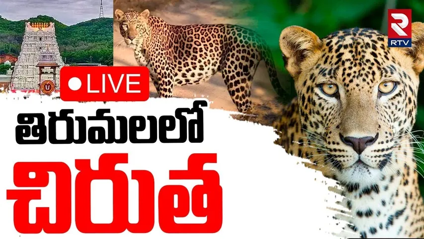 Leopard Hulchul At Tirumala Ghat Road🔴LIVE : తిరుమలలో చిరుత | TTD | Tirupati | RTV