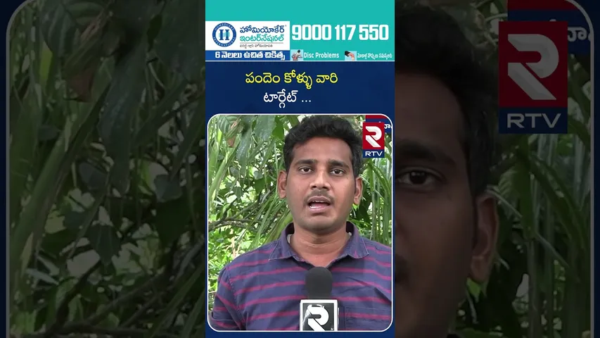 పందెం కోళ్ళు వారి టార్గేట్ .. | Thieves' target betting chickens | RTV...