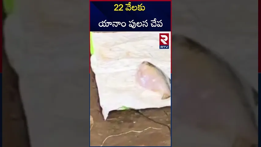 22 వేలకు యానాం పులస చేప | Yanam Pulasa fish for 22 thousand | RTV