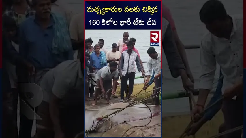 యానాం గోదావరిలో మత్స్యకారుల వలకు చిక్కిన భారీ టేకు చేప.. | Huge Teak Fish | Yanam | Konaseema | RTV