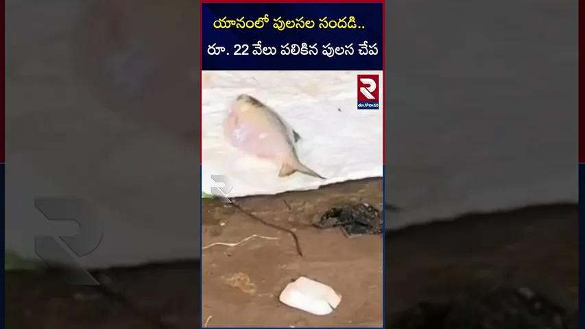 యానంలో పులసల సందడి..  రూ. 22 వేలు పలికిన 2 కిలో పులస చేప... | Pulasa Fish | RTV