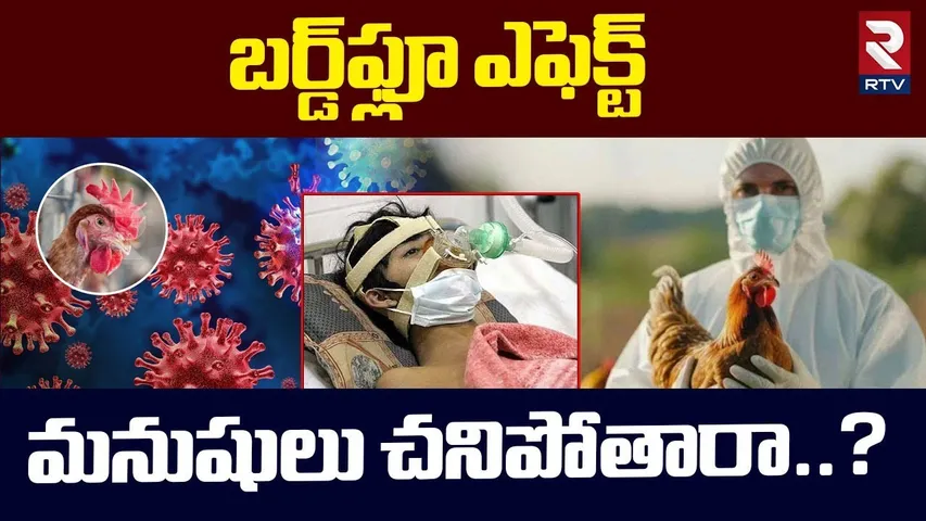 బర్డ్‌ఫ్లూ ఎఫెక్ట్ మనుషులు చనిపోతారా..? | Bird Flu Effect On Humans | Avian Influenza | RTV