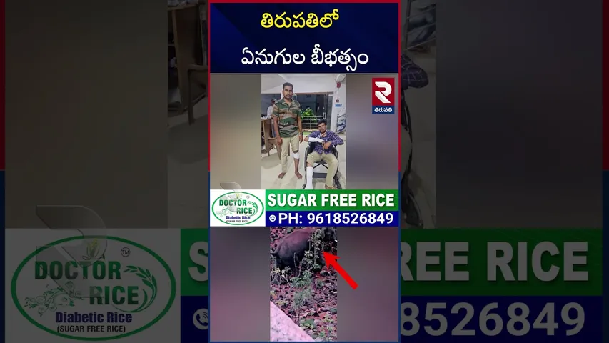 తిరుపతిలో ఏనుగుల బీభత్సం.. ఫారెస్ట్ అధికారులపై అటాక్ | Elephants Hulchul In Tirupati | RTV
