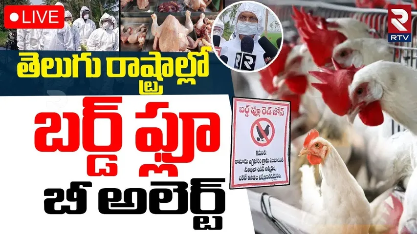 Bird Flu Virus Updates🔴LIVE : తెలంగాణ , ఏపీలో బర్డ్ ఫ్లూ | Chicken Virus confirmed in Telangana, AP