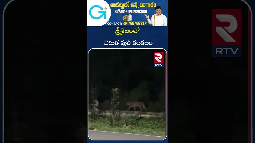 శ్రీశైలంలో  చిరుత పులి కలకలం | leopard | Hulchul at Srisailam | RTV