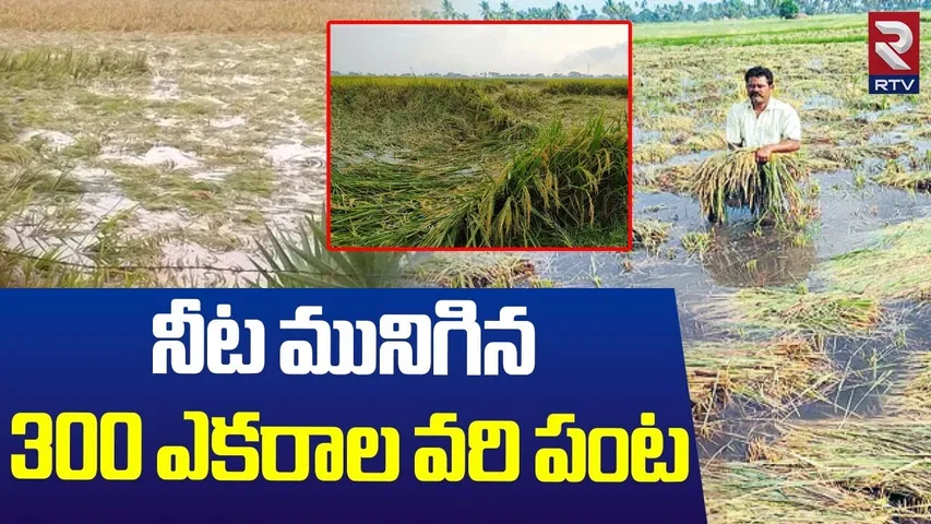 నీట మునిగిన 300 ఎకరాల వరి పంట.. | Heavy Rains In Telugu States | AP Rains | Telangana Rains | RTV